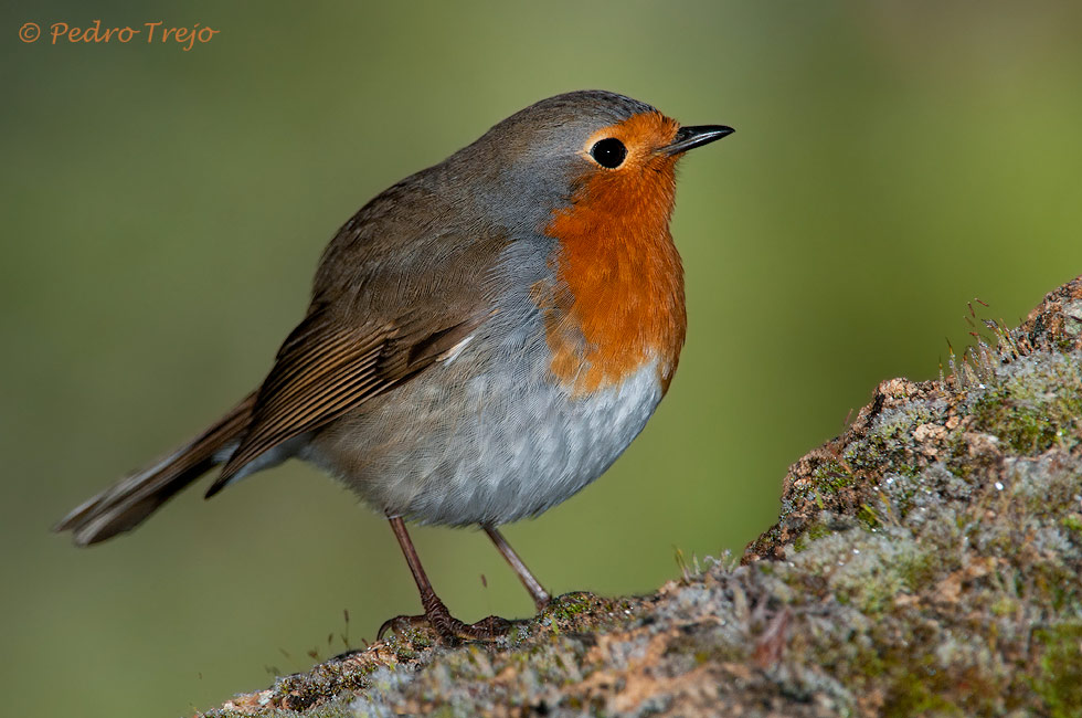 Petirrojo (Erithacus rubecula)